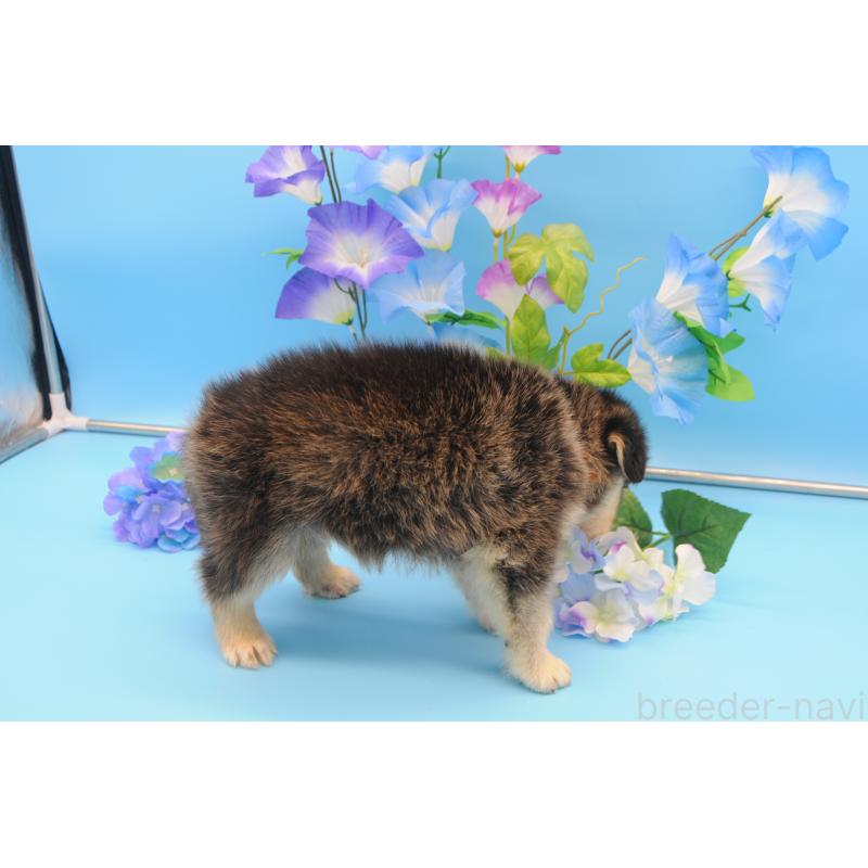販売中の岡山県のミックス犬-399889の4枚目